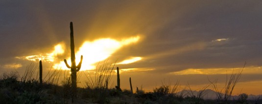 Saguaro cactus backlit by the setting sun with rays against dark clouds