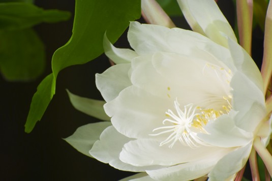 Epiphyllum bloom