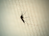 Mosquito on my tent