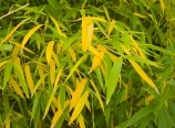 Bamboo with yellow and green leaves