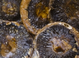 Marinated portabello mushrooms