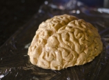 Formed brain