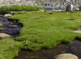 Upper Dusy Basin meadow
