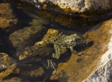 High Sierra frog and tadpoles