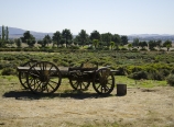 Cart in front of manicured lavender fields