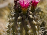Cactus conservatory