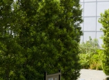 Podocarpus hedge