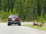 Elk by Bow Valley Parkway