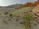 Yucca at Calico Rocks
