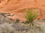 Yucca at Calico Rocks