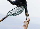 Fishing cormorants