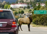 Elk crossing in Estes Park