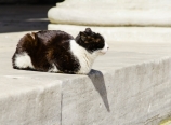 Cat in the Blue Mosque
