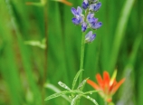 Lupine and Indian paintbrush