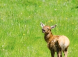 Baby elk
