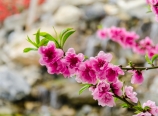 Peach blossoms and waterfall