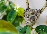 Baby hummingbirds amidst osmanthus branches