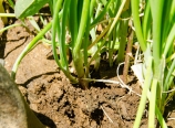 Digging for green onions