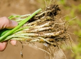 Green onions