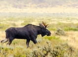 Moose trotting along