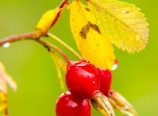 Rose hips