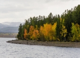 Autumn aspens at Jackson Lake