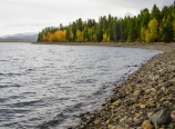 Autumn aspens at Jackson Lake