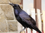 Blackbird at Old Faithful general store