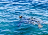 Sea turtle