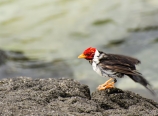 Yellow-billed cardinal