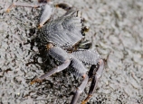 Crab in the tidepools