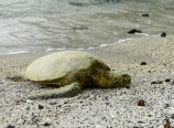 Sea turtle basking