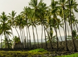 Palm trees lining the Great Wall