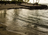 Resting sea turtle