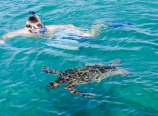 Close-up with the turtle