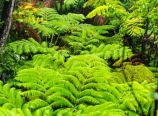 Rainforest in Volcanoes National Park