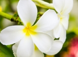 Plumeria blossoms