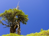 Tree growing on the cliff