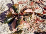 Fish heads and guts, and caviar