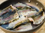 Trout fillet