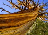 Dead tree on the Chagoopa Plateau