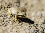 Sierran frog