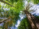 Looking up between the trees