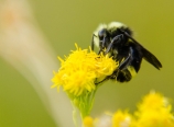 Bumblebee