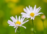 Asters