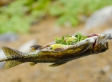 Trout on a stick