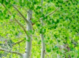 Aspen trees