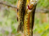Mark's rainbow trout catch