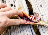 Gutting the fish