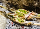 Grilling lemon-herb trout on sticks